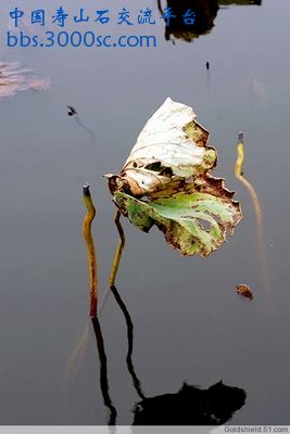 留得残荷听雨声-6.jpg