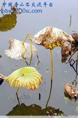 留得残荷听雨声-5.jpg