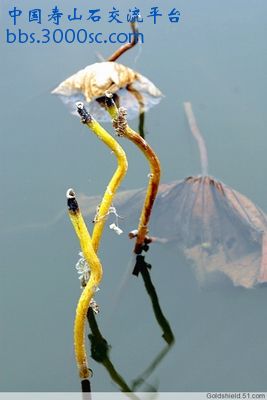 留得残荷听雨声-7.jpg